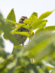 Savannah Sparrow 7976